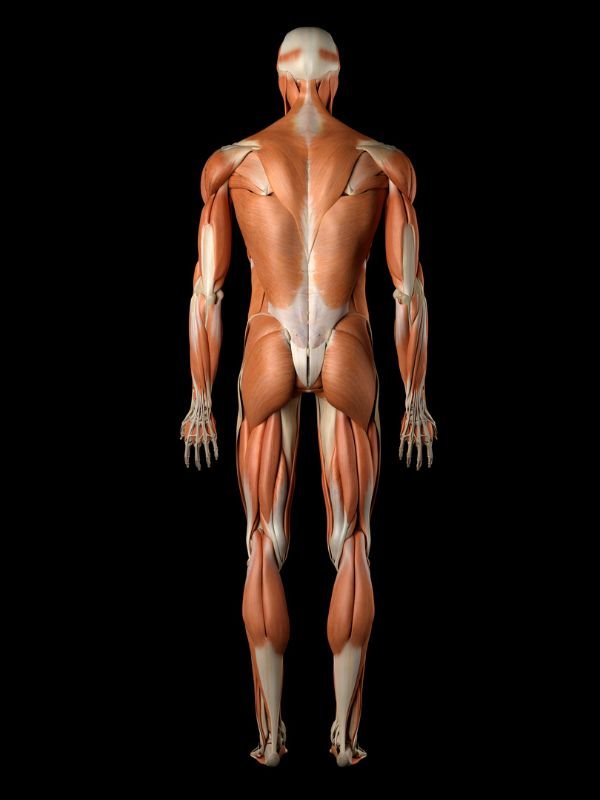 Musculoskeletal / Orthopedic Conditions