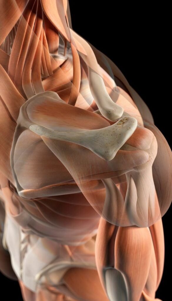 Musculoskeletal / Orthopedic Conditions