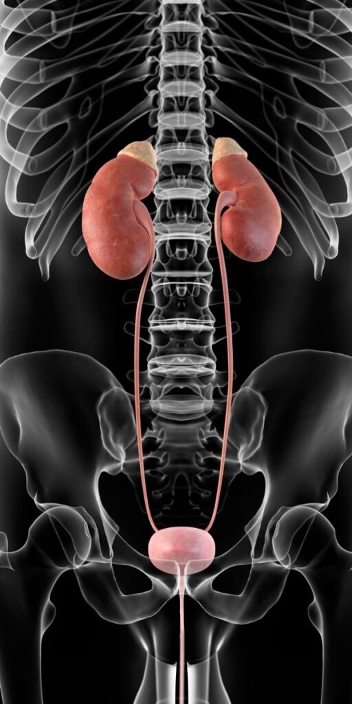 Urinary Fecal Instability